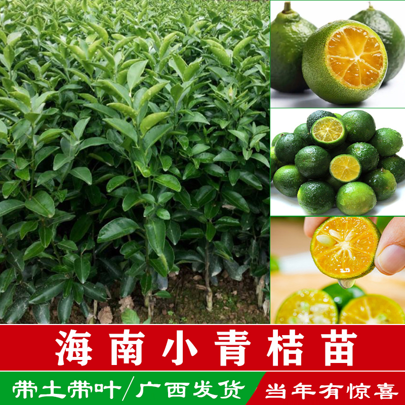 正宗海南小青桔树苗四季小金桔柠檬果苗桔子树盆栽橘子树