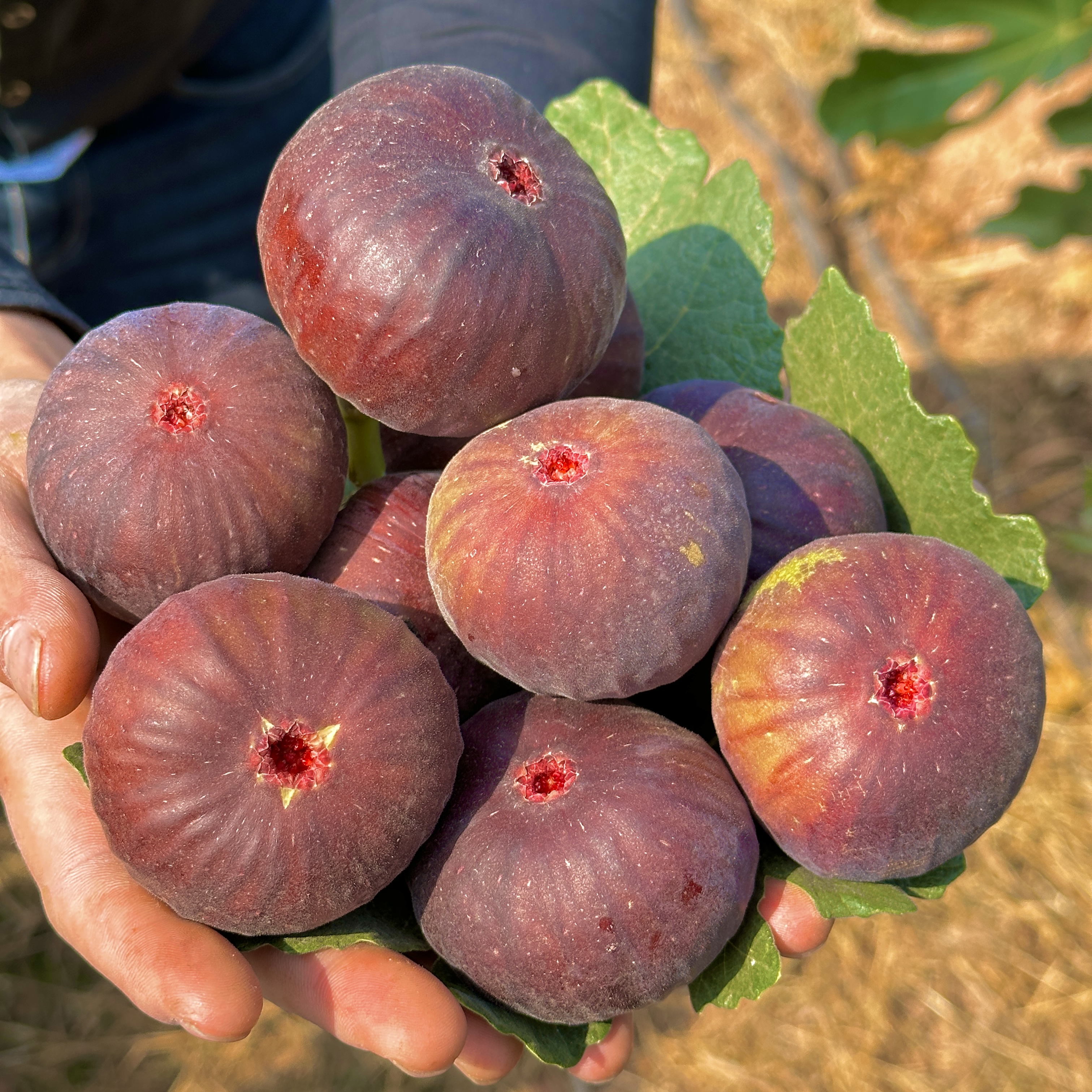 （树上熟）现摘云南新鲜无花果大果糖包子2斤4斤顺丰空运云南无花果