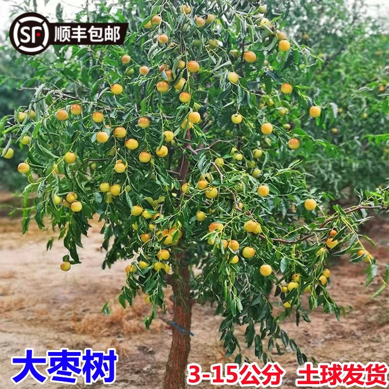特大枣树活苗带土球老桩脆甜沾化冬枣庭院果树盆栽地栽金丝枣树苗