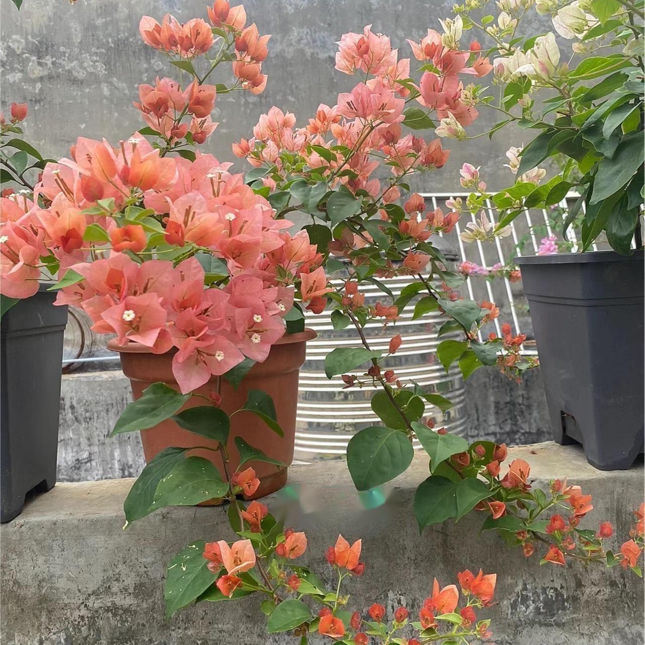 （不甜西瓜）三角梅 稀有品种爬藤阳台庭院美观四季花卉绿植