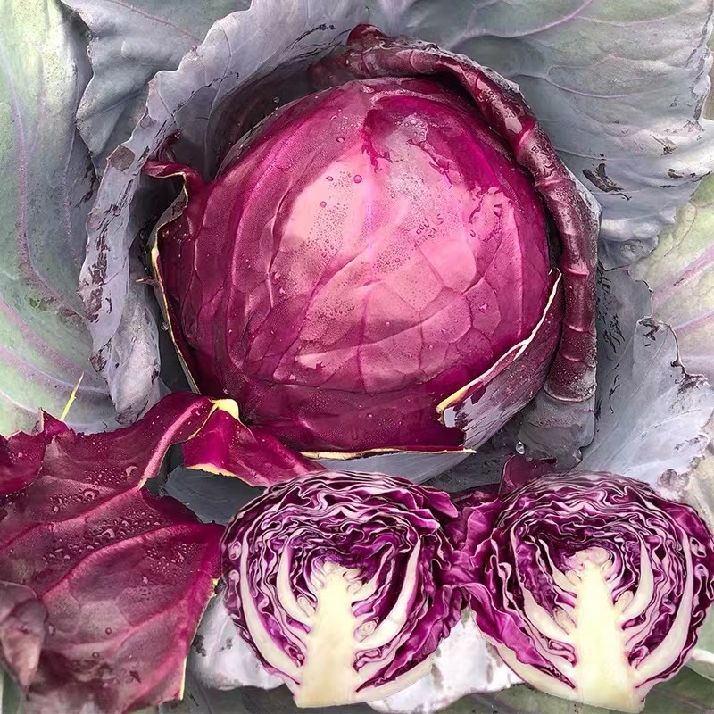 【紫甘蓝种子】紫甘蓝种子紫包菜种籽卷心菜四季菜园阳台种植简单