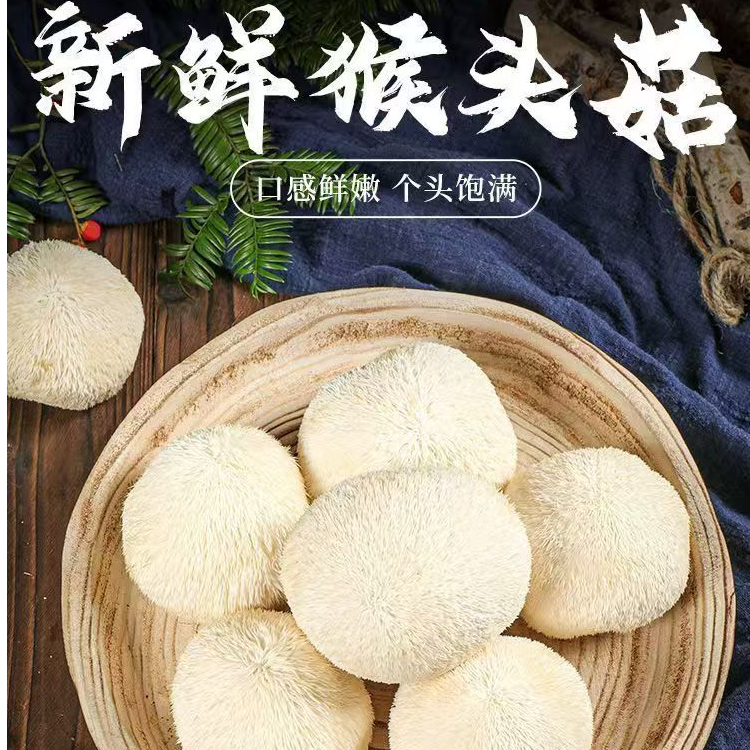 顺丰包邮--古田新鲜猴头菇现采现发特产煲汤菌菇营养食材暖胃正宗