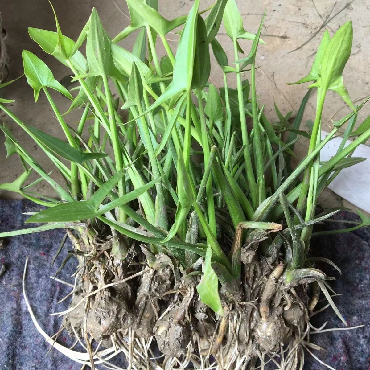 水生植物慈姑苗 新鲜慈姑球 慈菇苗 沼泽过滤池塘净化水质新