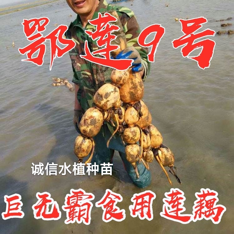 食用莲藕种苗种根池田高产大型蔬菜莲藕荷花苗粉脆籽藕种根苗藕苗