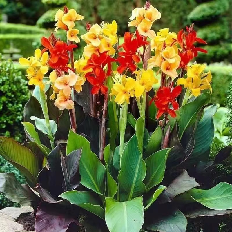 美人蕉种球四季易养花卉盆栽室内外庭院地栽水生花卉多年生混色装