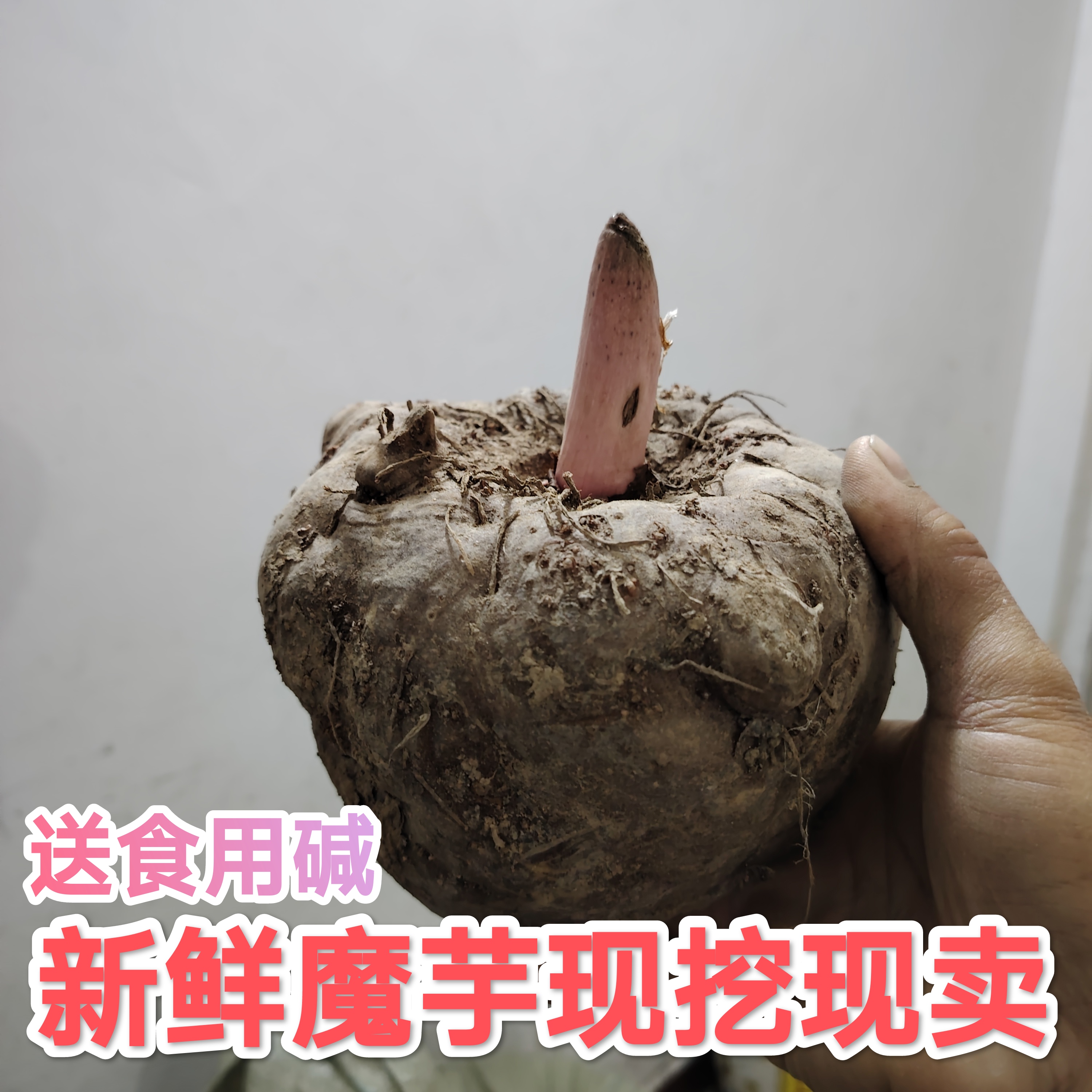 魔芋贵州新鲜魔芋现挖现卖送食用碱包邮