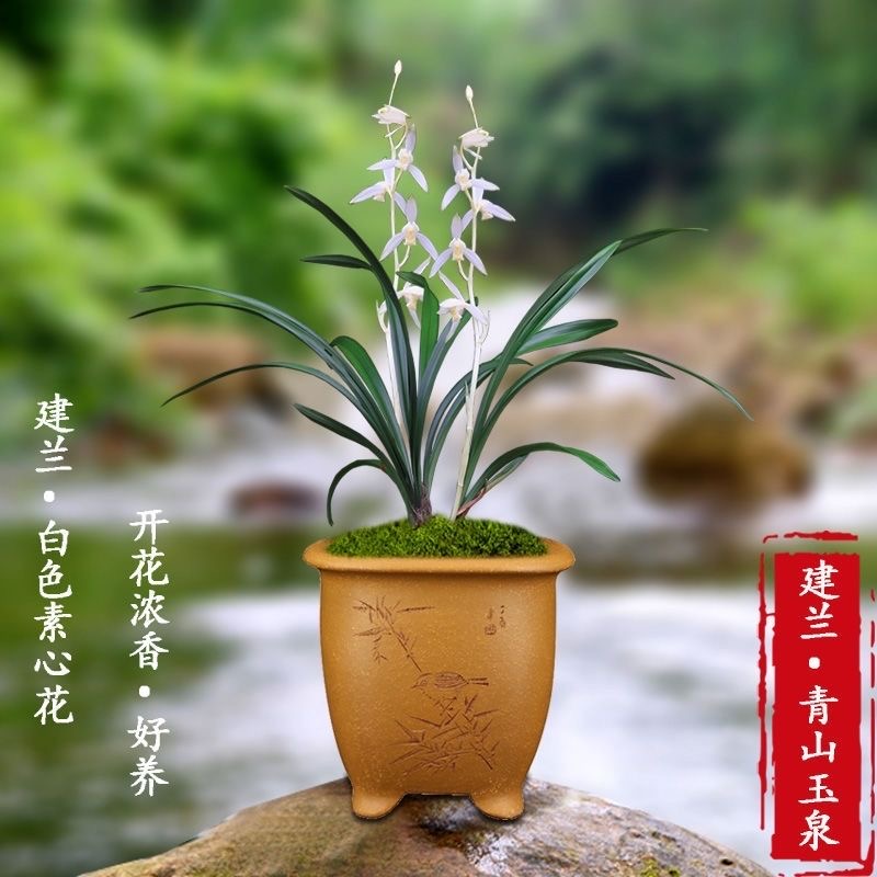 兰花苗建兰【青山玉泉】经典老品种素白花浓香型带花苞绿植盆栽’
