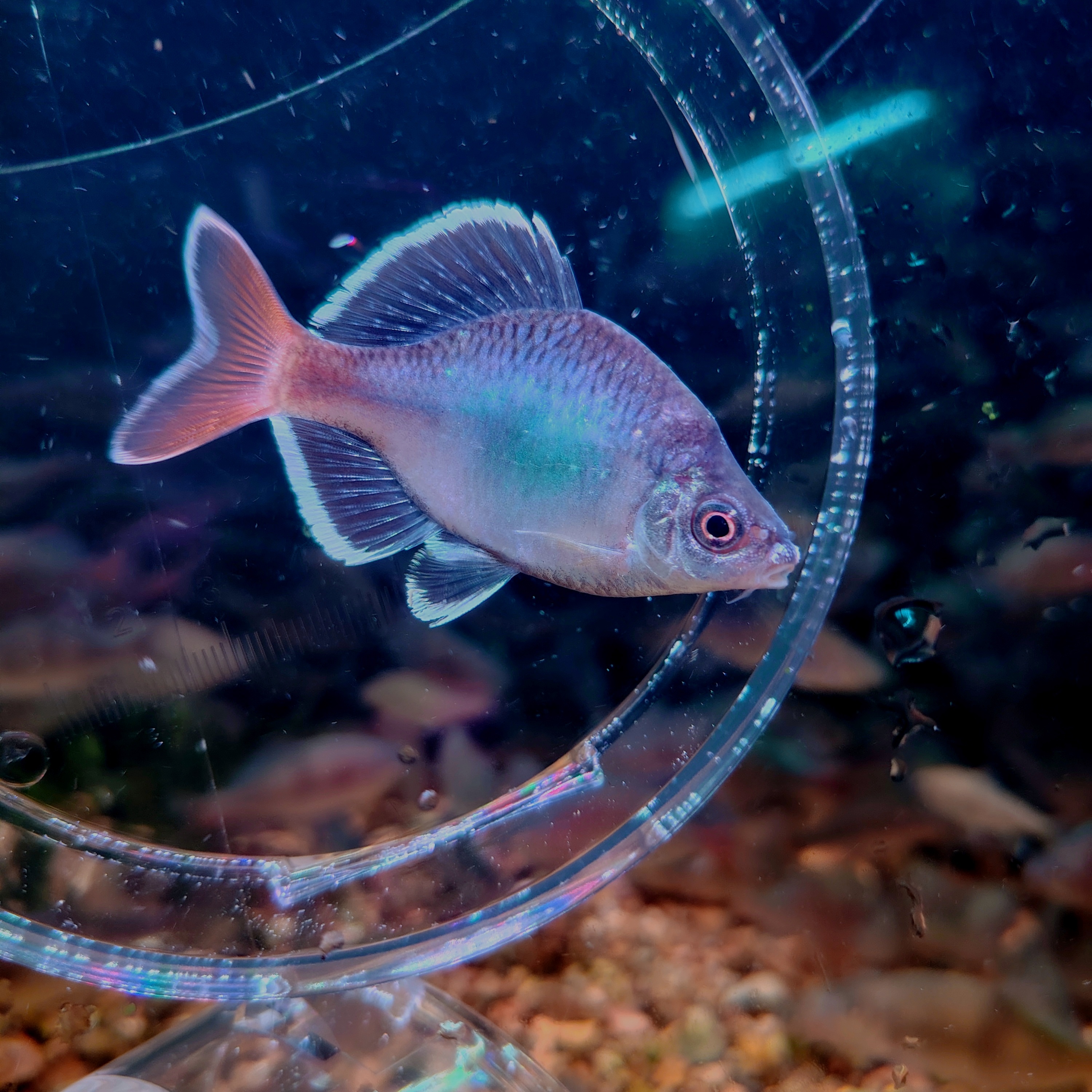 桂林白边红须鱊观赏鱼