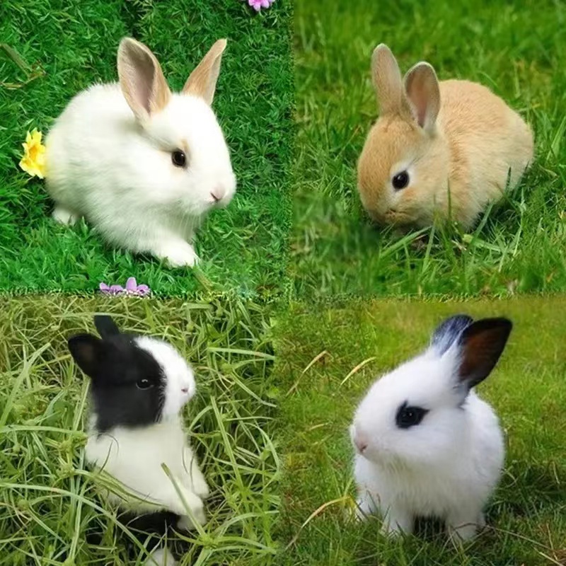 兔子活物大型可食用肉兔活体家养月月兔新西兰兔比利时兔苗小白兔