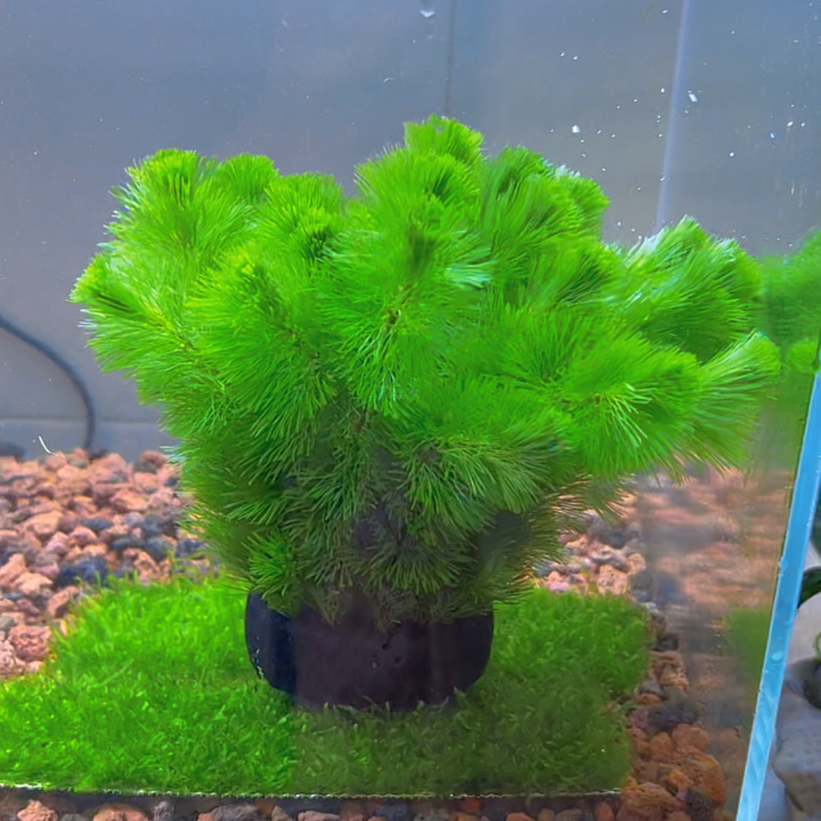 绿菊坨草水草好养活体真草造景阴性水草懒人新手小白鱼缸水草造景