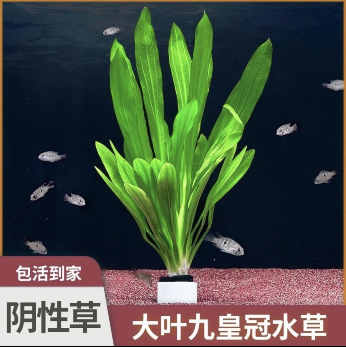 绿九冠大九冠小九冠皇冠类水草新手懒人水草好养鱼缸小白水草