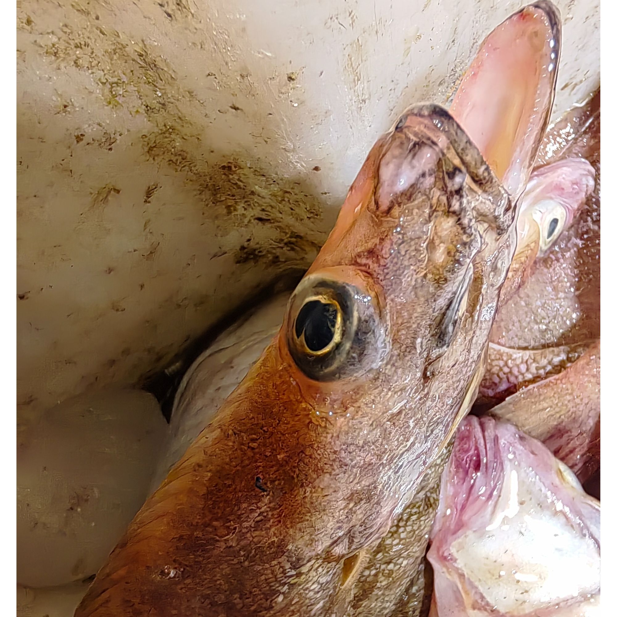 大连野生偏口鱼大号【顺丰包邮】