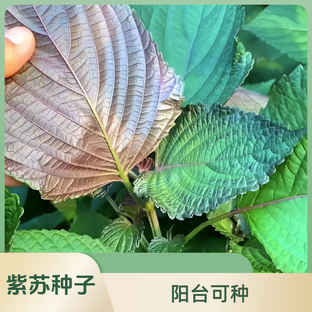 【单面紫苏种子】苏子叶种子包肉吃小院种菜阳台盆栽种植