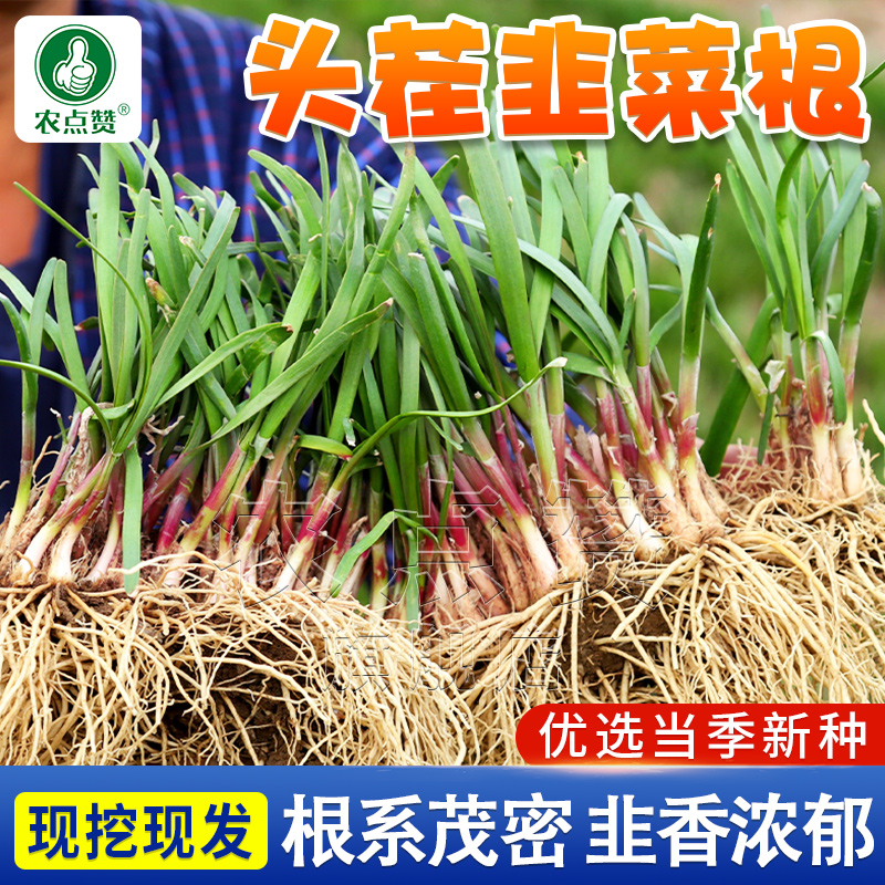 现挖韭菜根苗紫根红根宽叶韭菜根四季夏季抗热蔬菜小院阳台盆栽苗