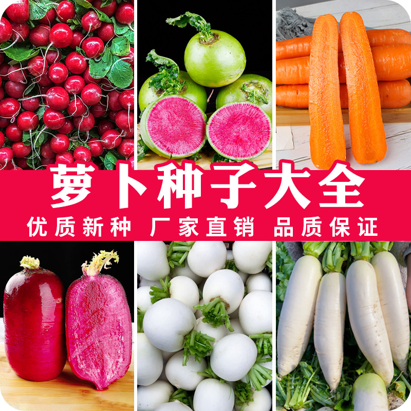 萝卜组合水果萝卜耐寒耐热种植大田庭院蔬菜种籽