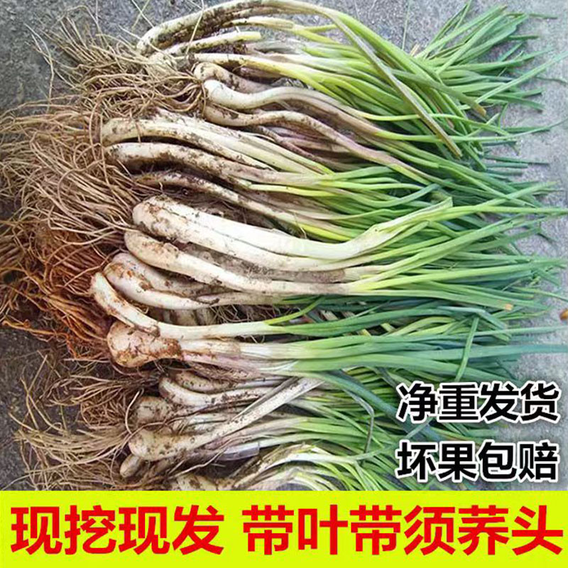 藠头新鲜荞头带叶现挖茭头教头农家种植江西特产茭白小蒜茭头时令
