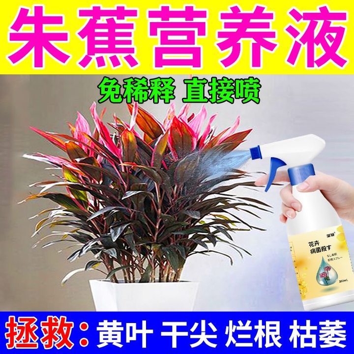 朱蕉营养液抗病除菌黄叶烂根黑斑鸿运竹紫竹专用肥盆栽绿植花肥