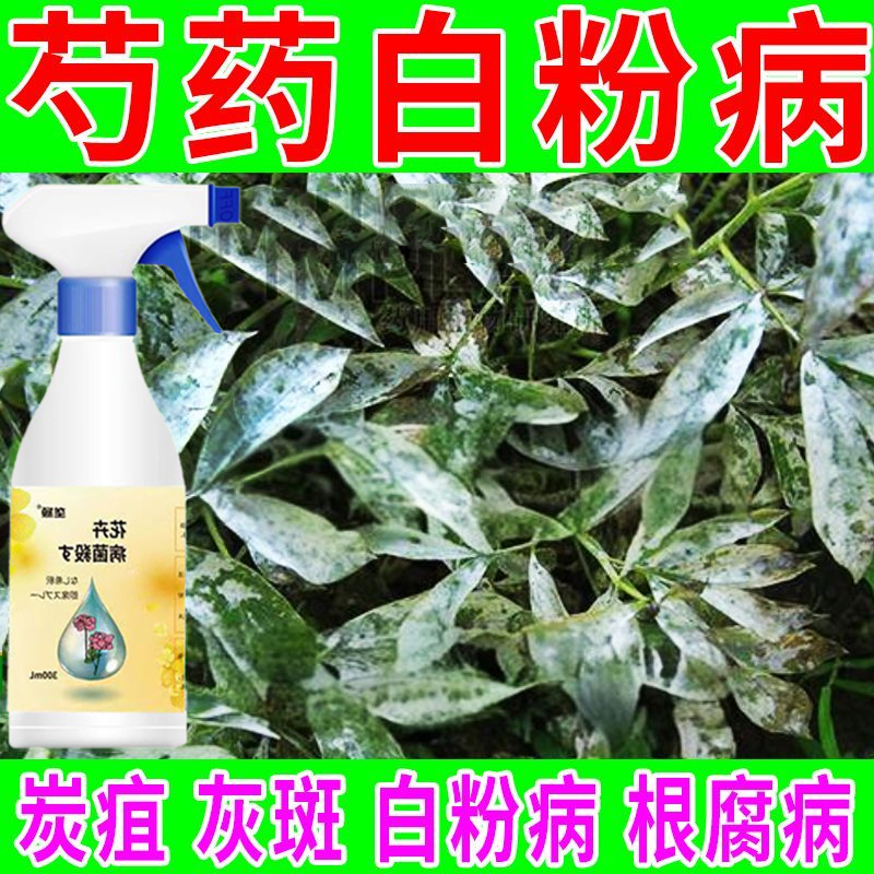 直接喷】芍药白粉病急救黑斑病灰霉病褐斑病锈病炭疽卷叶病除菌剂