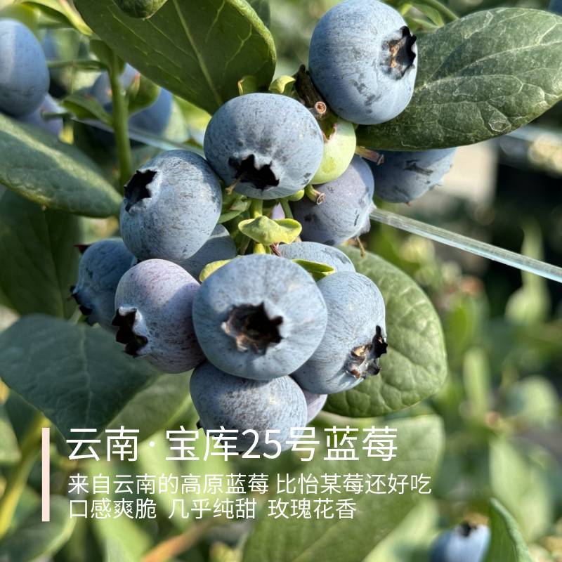 【必吃款】宝库25号 花香蓝莓【需冷藏】脆香甜 个别微酸125g*4盒顺丰