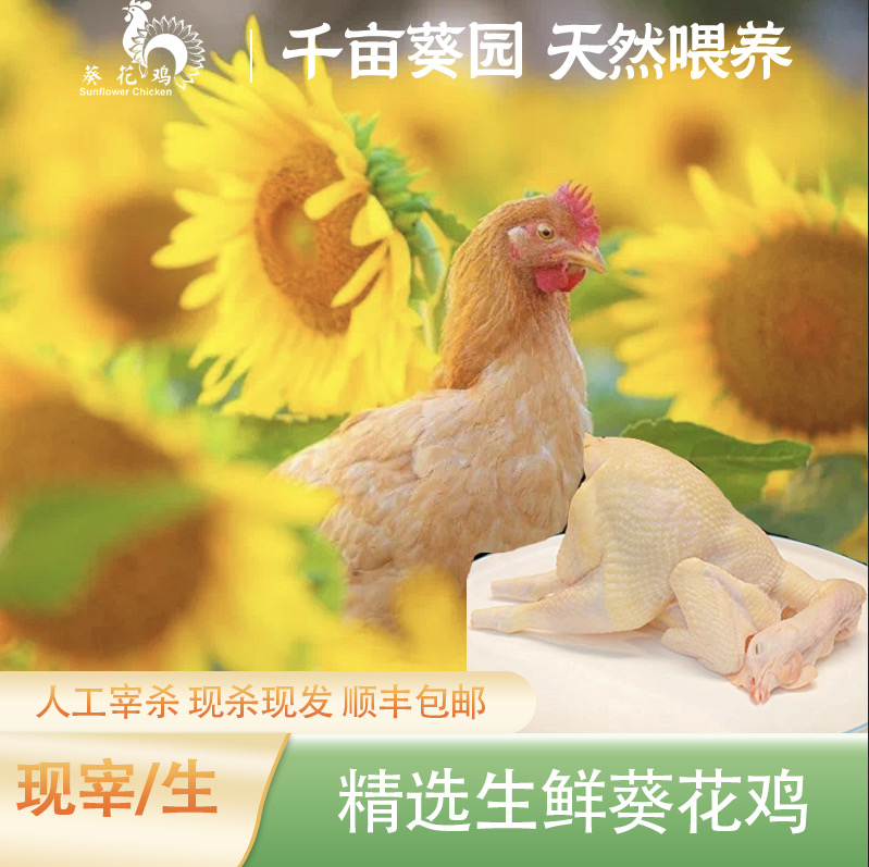 【正宗葵花鸡700-1000g】精选葵园葵花鸡新鲜营养整只现杀真空包装