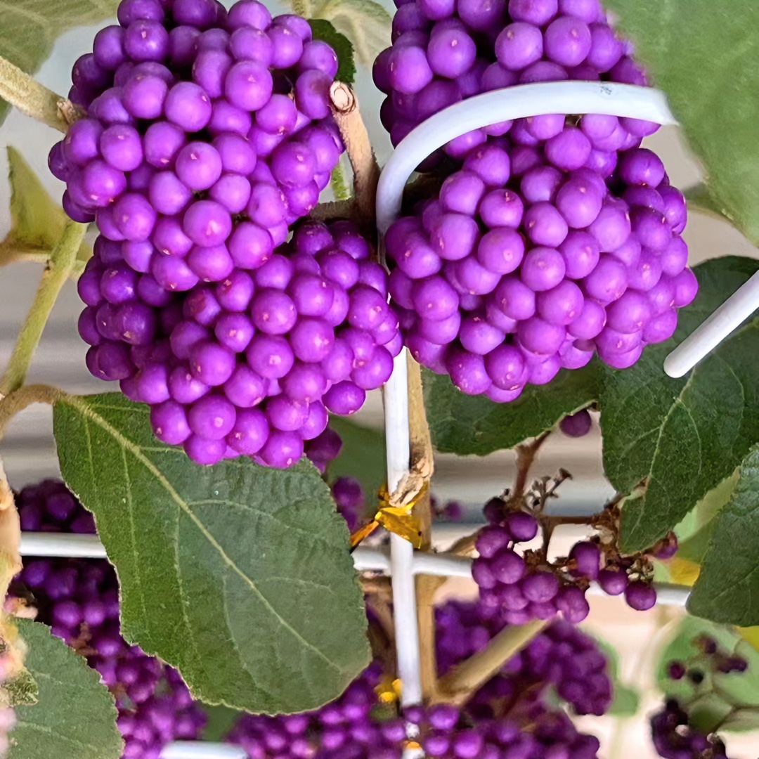 观花观果植物紫珠耐寒耐热室内阳台庭院花园木质化多年生盆栽绿植