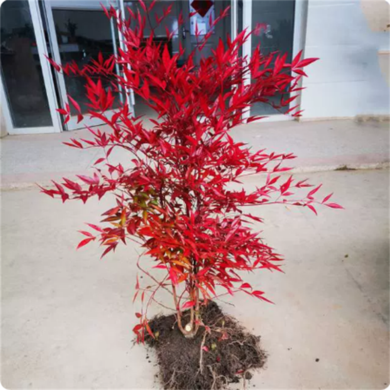 火焰南天竹盆景老桩树苗庭院种植南天竹室内客厅阳台盆栽竹子盆栽