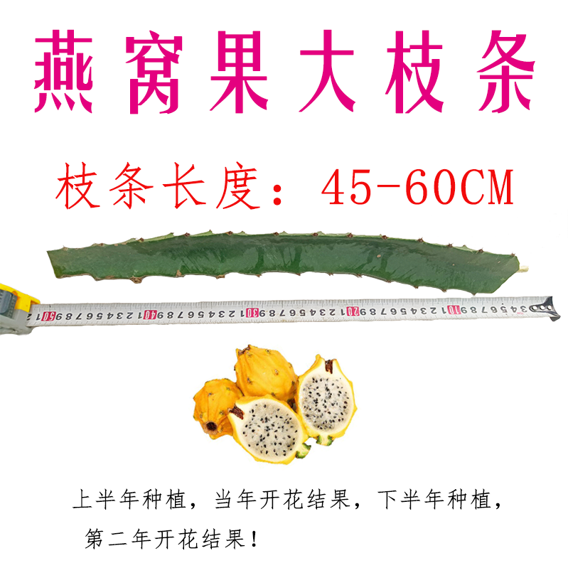 燕窝果扦插枝条麒麟果枝条适合南北种植顺丰包邮