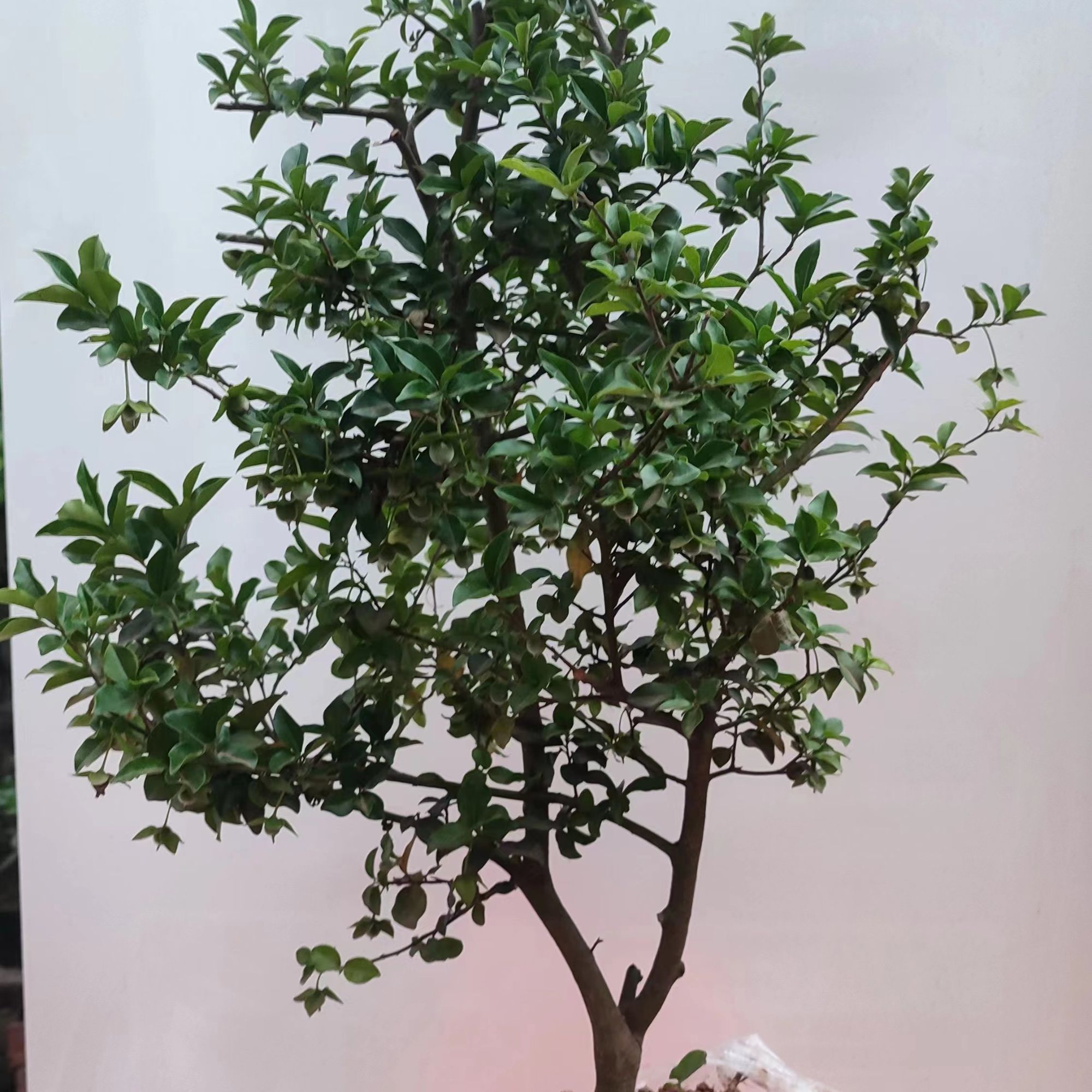 杨家院子金弹子原生金弹子杨家大院