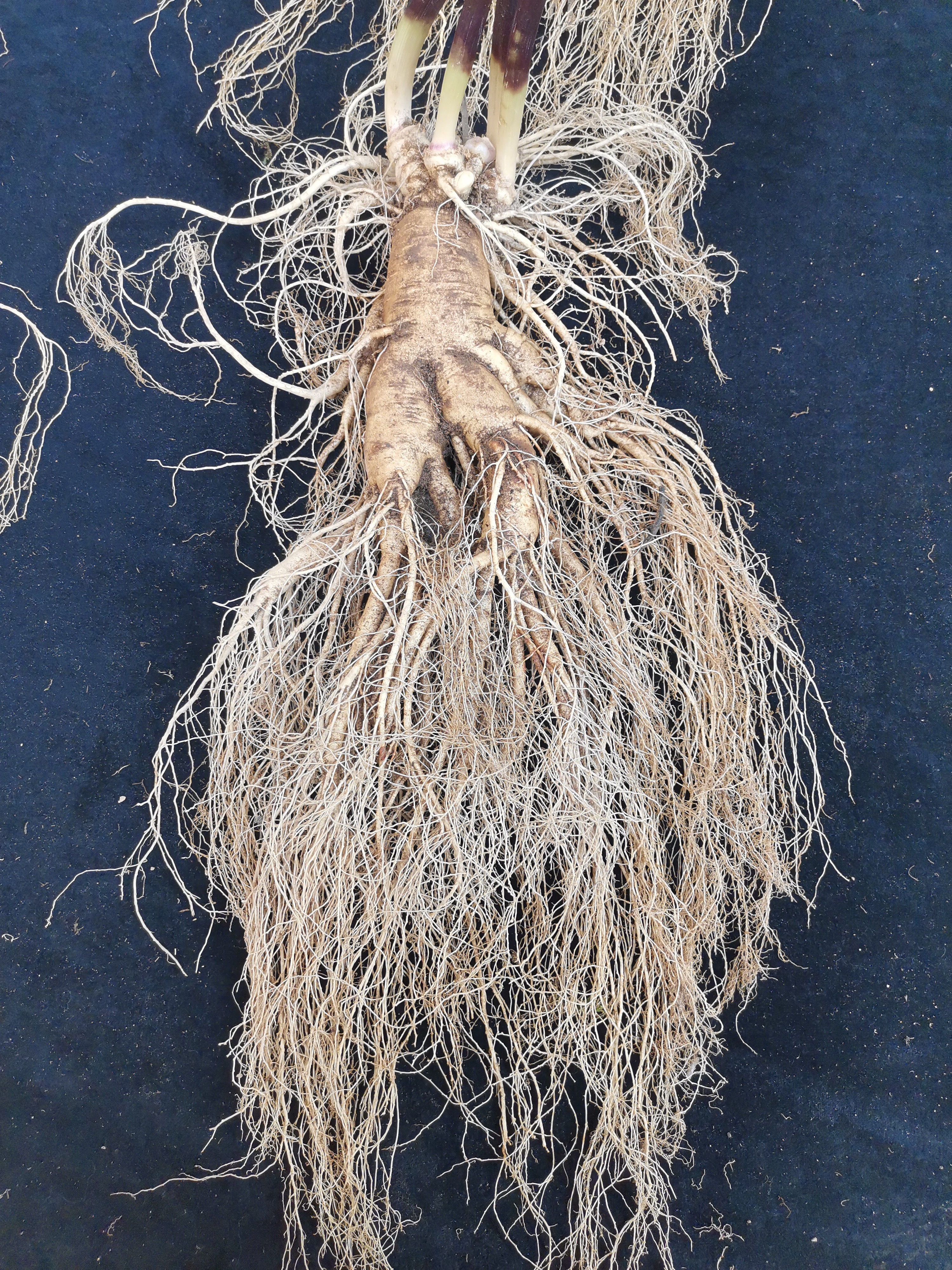 长白山新鲜林下趴货，改价链接