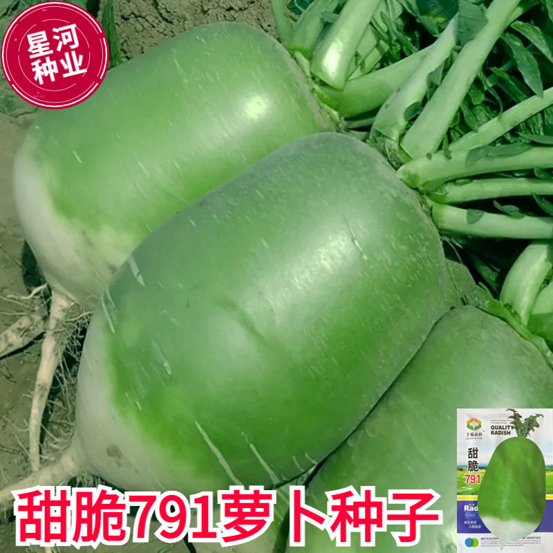 甜脆791萝卜种子青皮萝卜种子罐青萝卜种籽农家四季新鲜蔬菜种孑