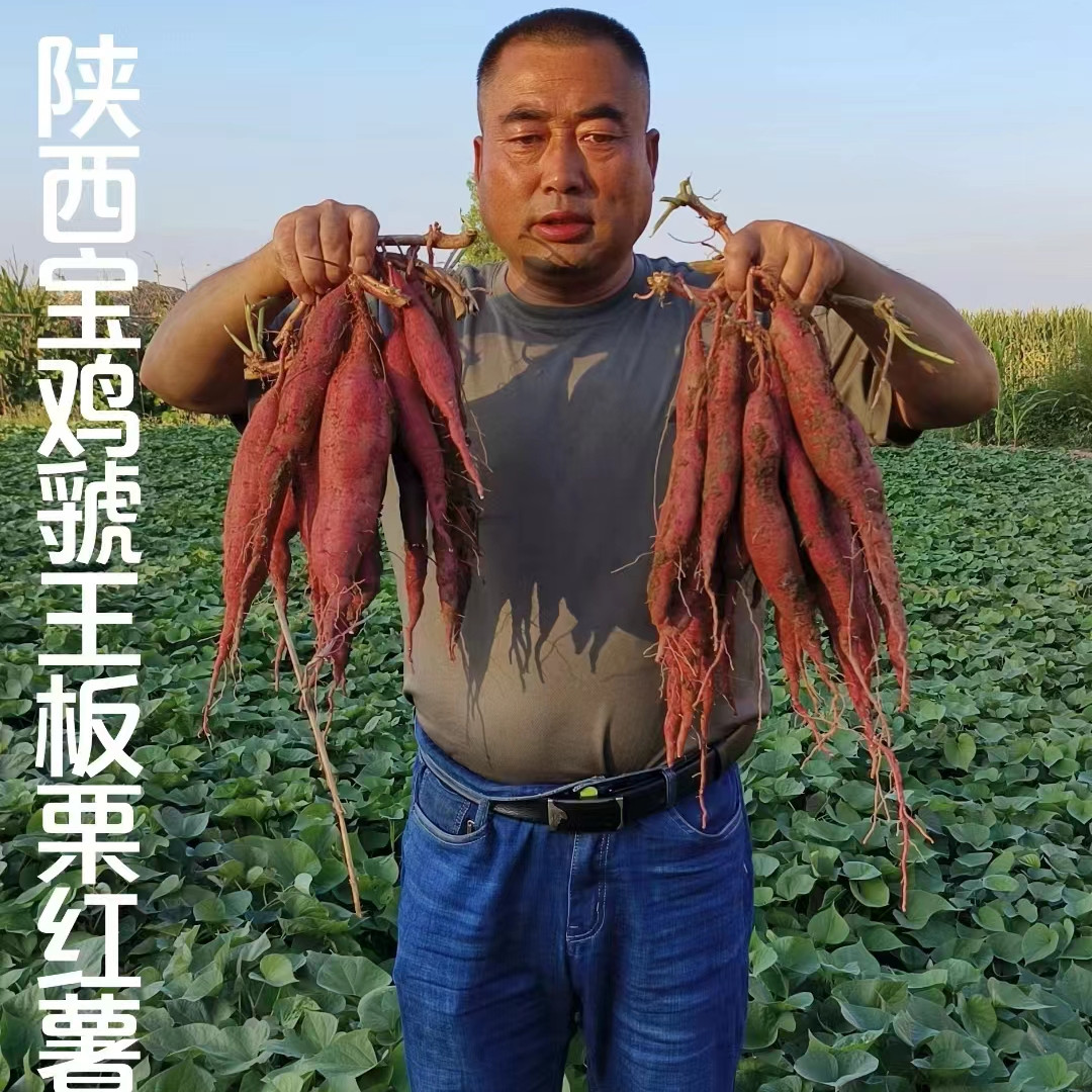 陕西宝鸡虢王镇板栗红薯5斤10斤包邮（现挖现发）试吃红薯(番薯)