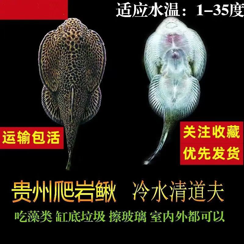 冷水清道夫 琵琶鱼吸鳅 清洁鱼 净化鱼缸鱼清道夫净化鱼缸