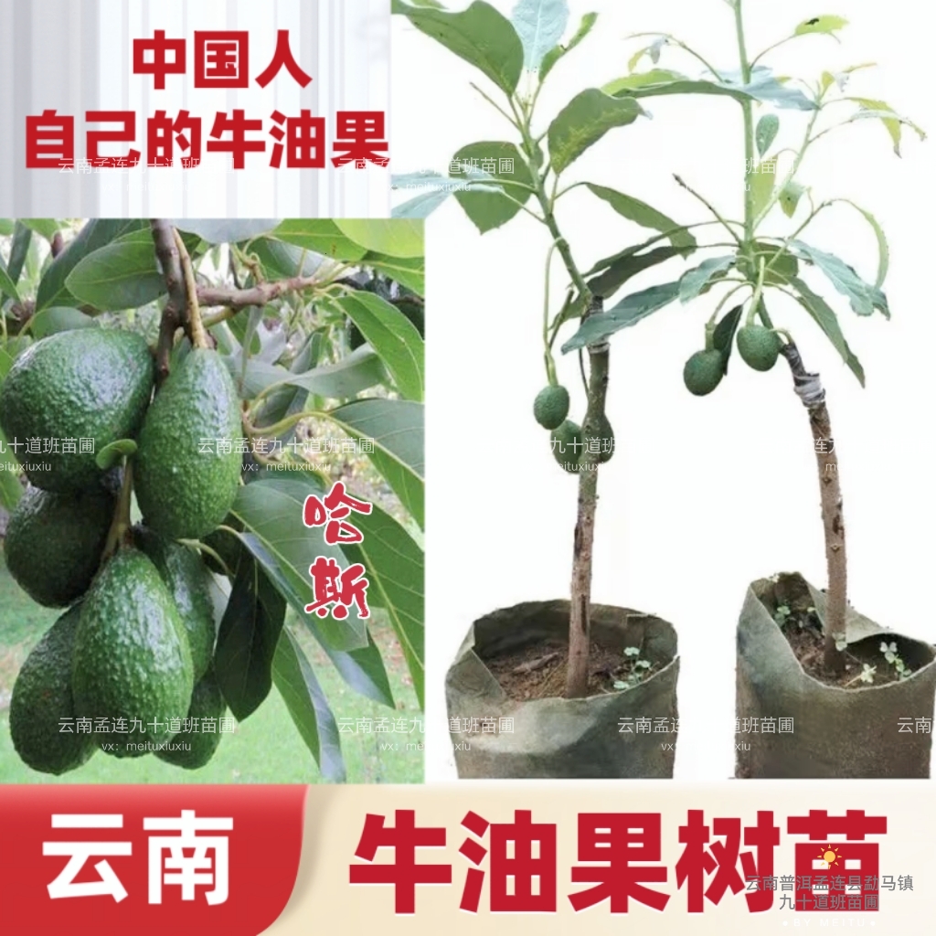 嫁接牛油果新品种果树苗营养袋苗带土球四季可种植水果北方盆地栽