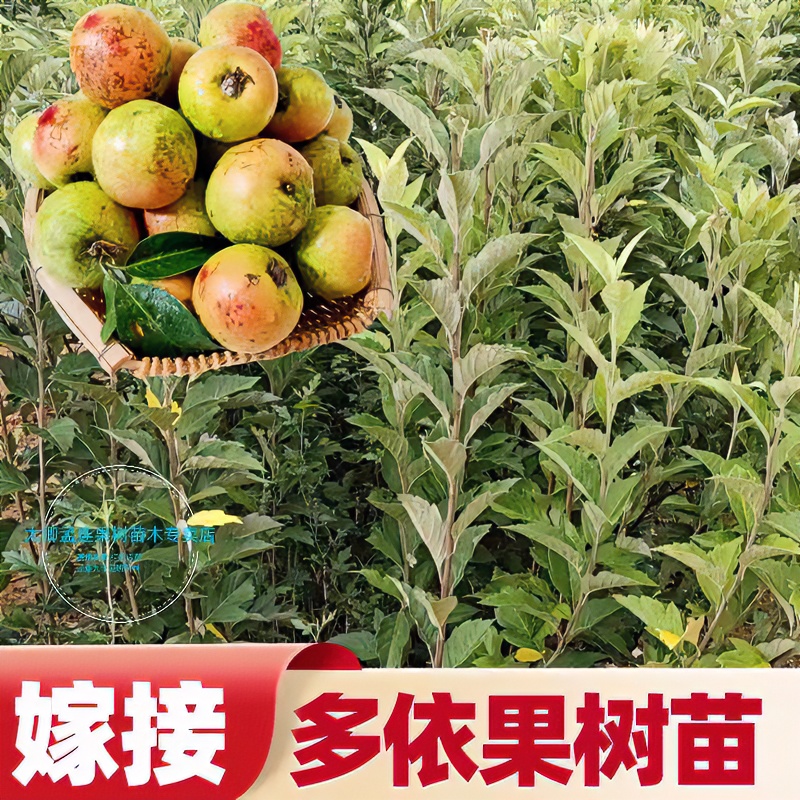嫁接多依树苗带土发货成活率好正宗南北方种植水果苗木开花结果苗