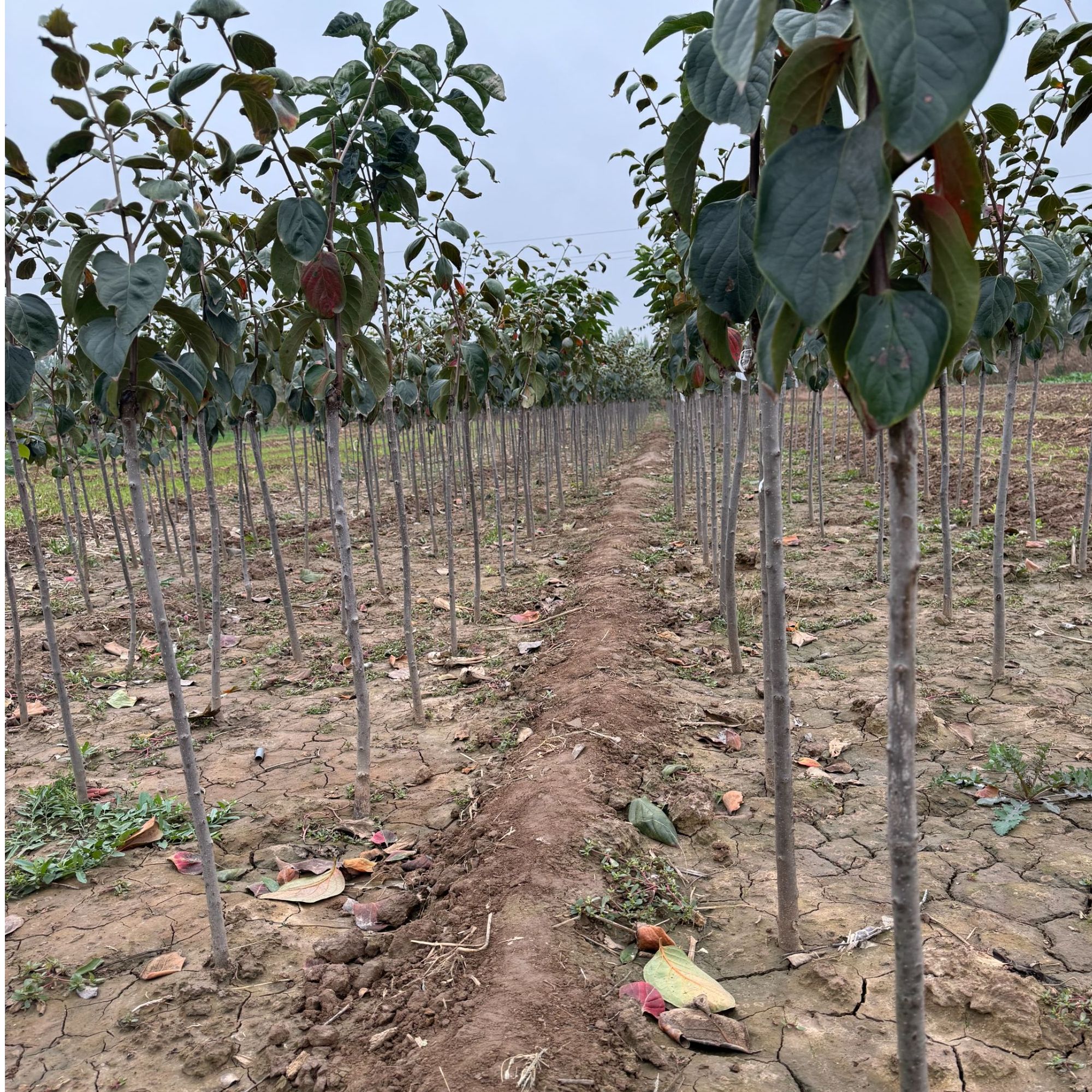 【自家种植富平发货】尖顶绿植高接成活率高修剪枝条1.5对版不包活