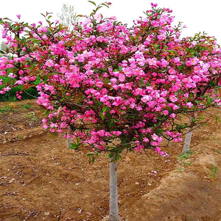 庭院地栽大型高杆海棠树苗西府海棠垂丝海棠花耐寒植物花北美海棠