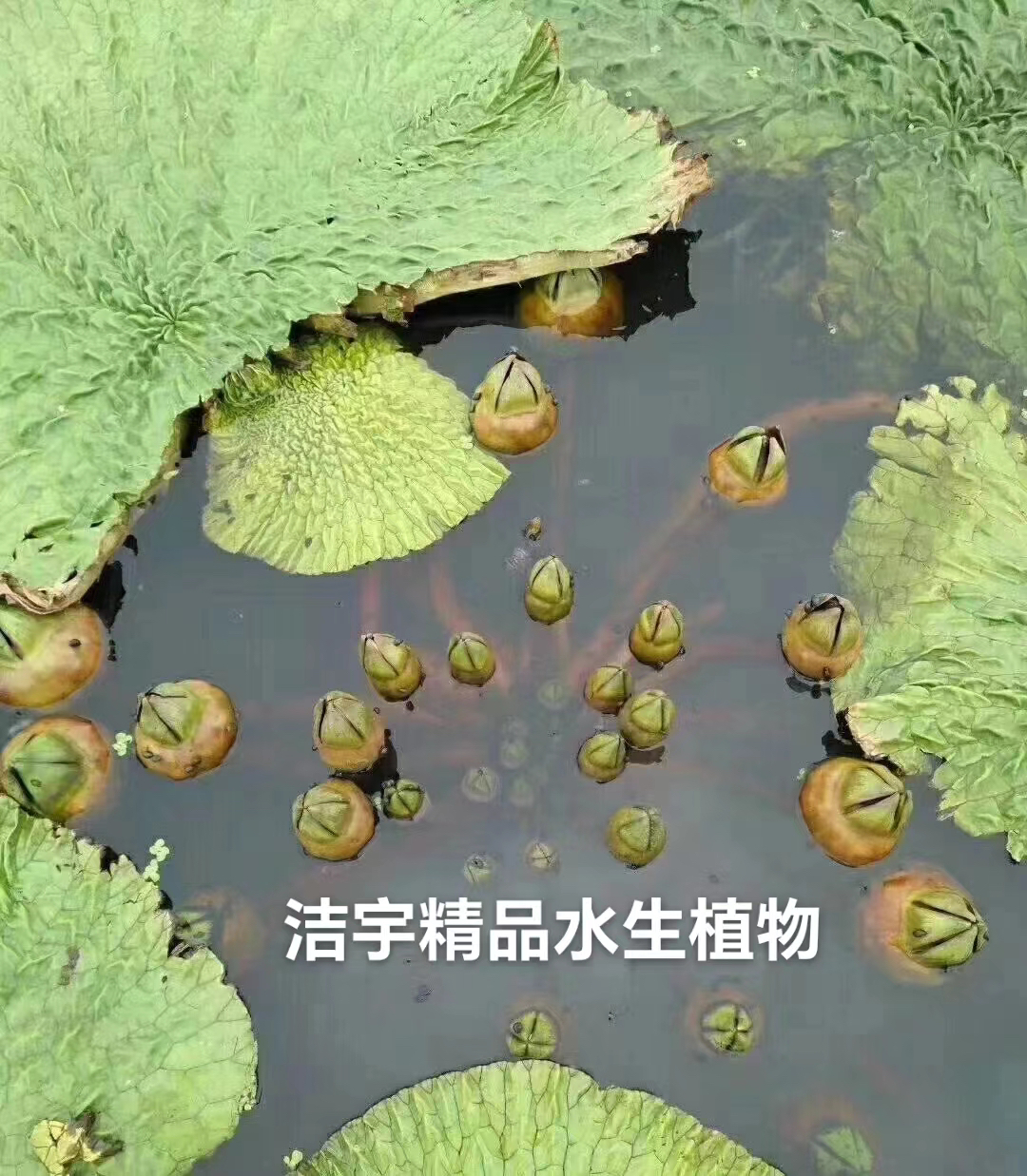 新货芡实种子 野生鸡头米种子 高产水生植物池塘湖泊水田都可种植