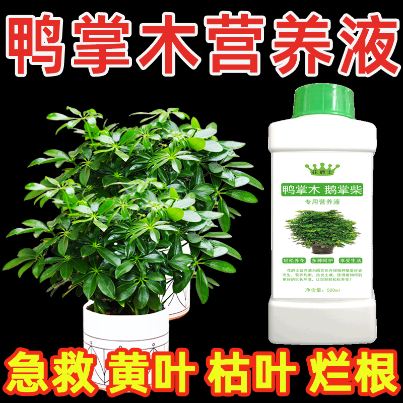 鸭掌木专用营养液水培鸭脚木肥料招财树专用肥鹅掌柴怎么养才茂盛