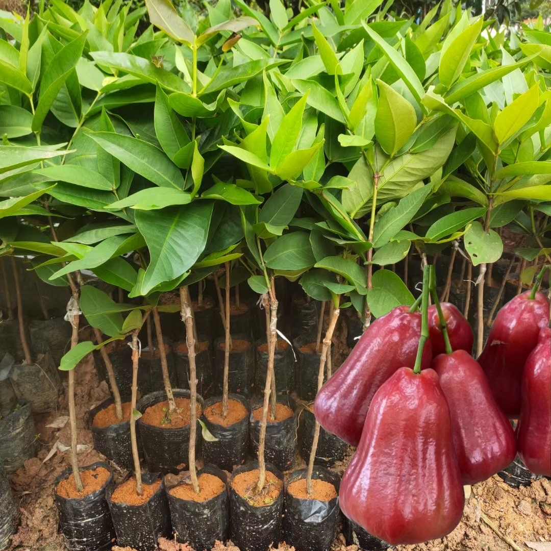 黑金刚莲雾苗水果树苗果苗果树黑糖芭比嫁接绿化苗带土带叶庭院