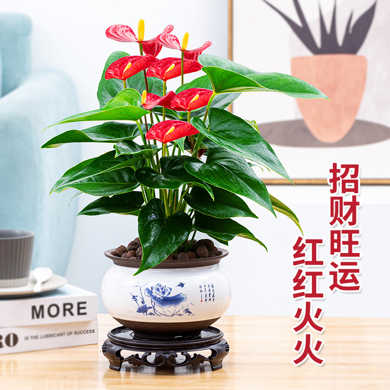 红掌盆栽四季开花卉植物室内带花水培绿植好养鸿运当头一帆风顺