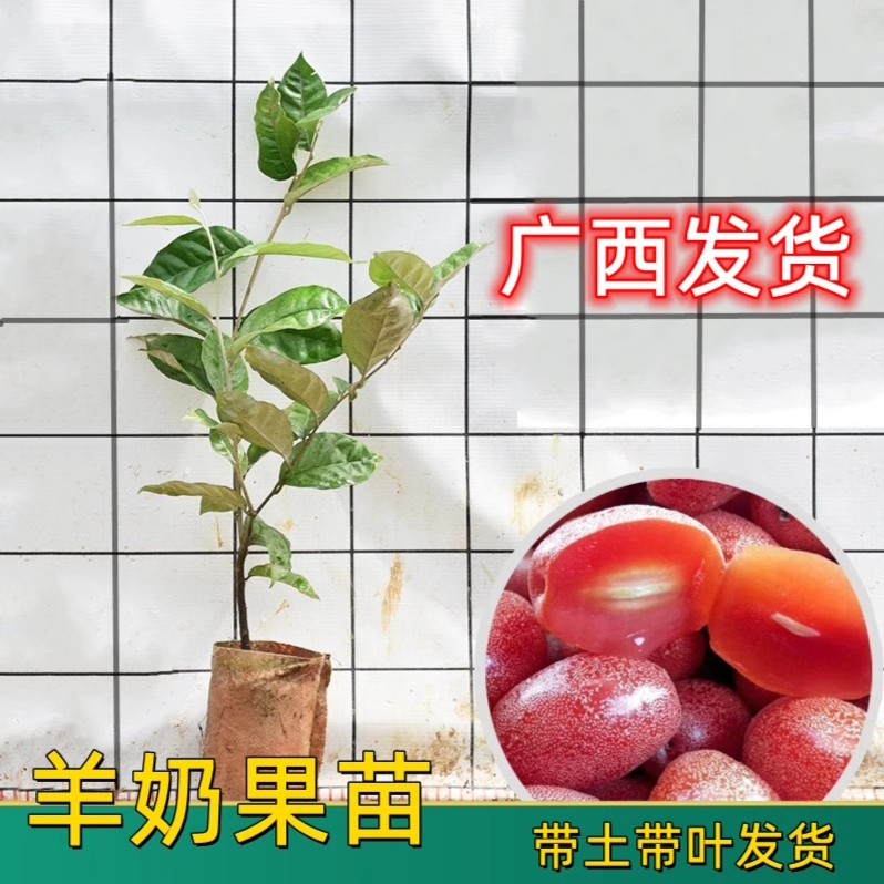 羊奶果树苗南方北方种植羊奶果苗德甜二号纯甜盆栽当年结果