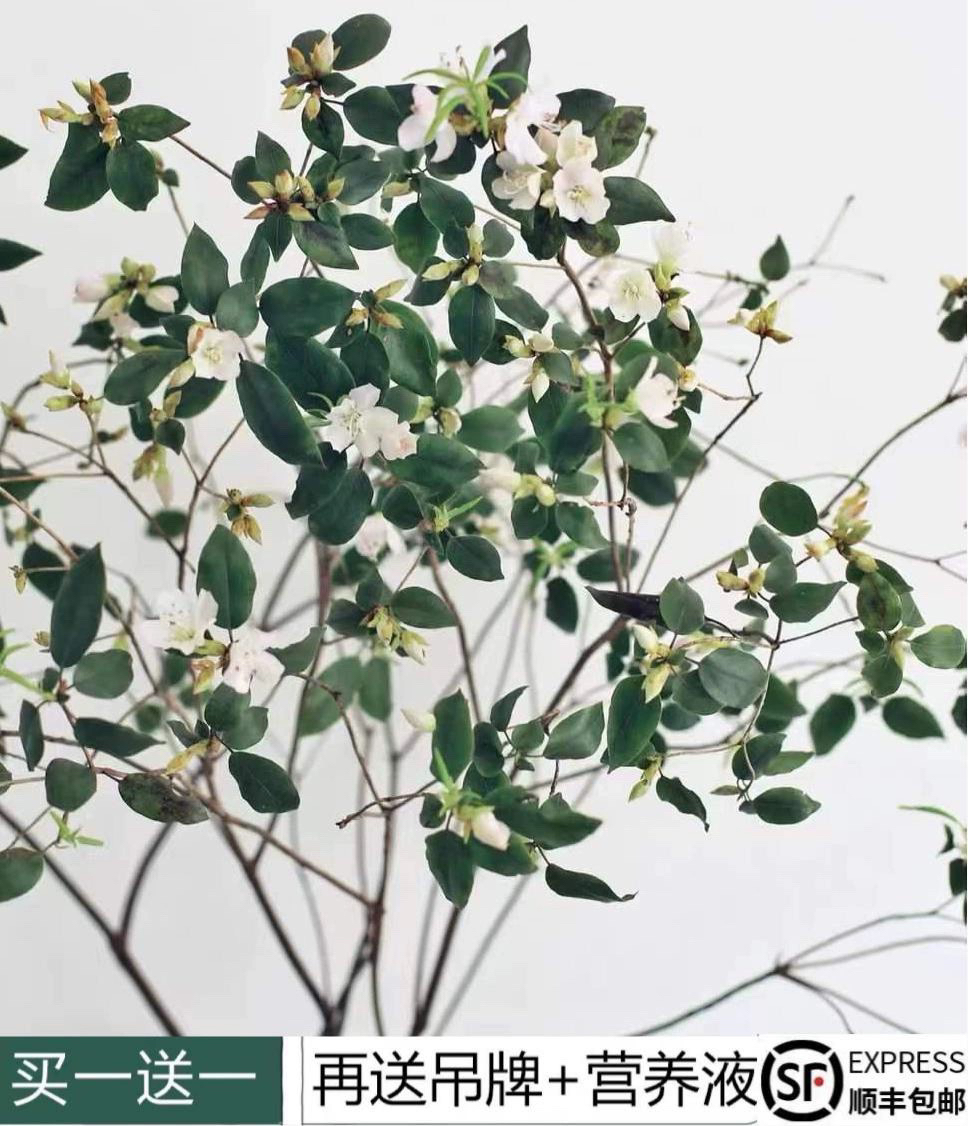 绿植 雀舌杜鹃鲜切网红绿植吊钟马醉木美男树平替鲜切枝水培