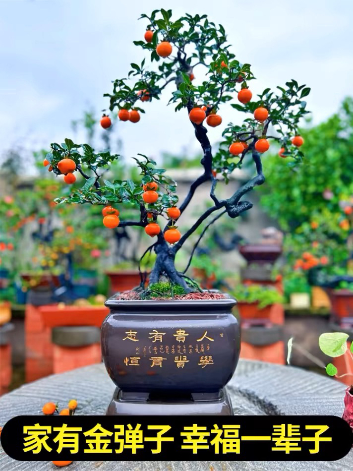 金单子    一物一拍  观赏绿植盆景  介意掉果慎拍