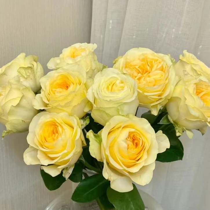 【奶油杯】浓香黄色月季苗奶油粉荔枝杯状切花月季绿植店铺玫瑰手册