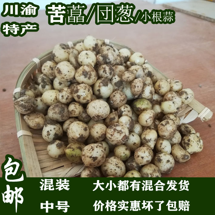 四川苦藠団葱川渝特产小根蒜薤白苦叫茭头中号农家种植半野生包邮