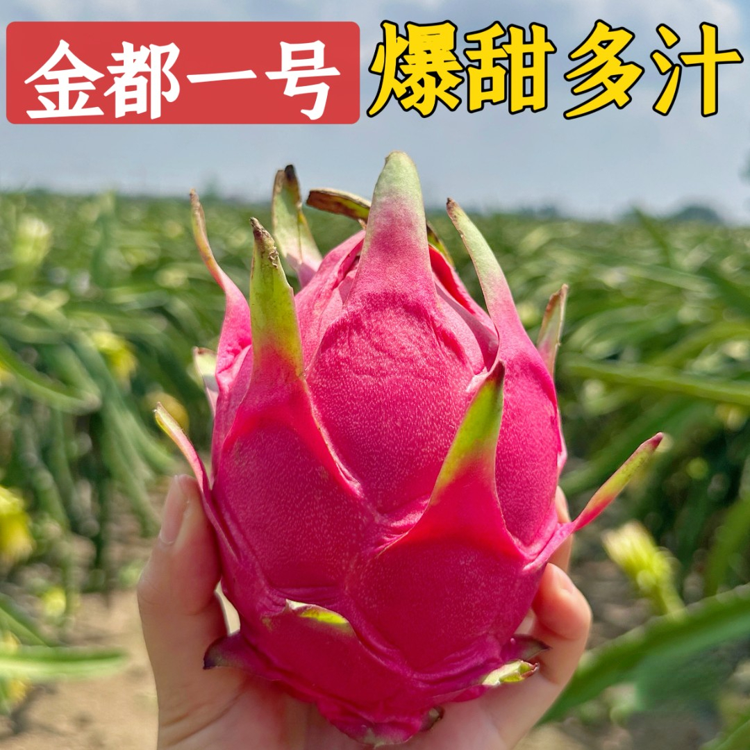 金都一号红心火龙果新鲜整箱批发9-14个精品果坏果包赔果园直发