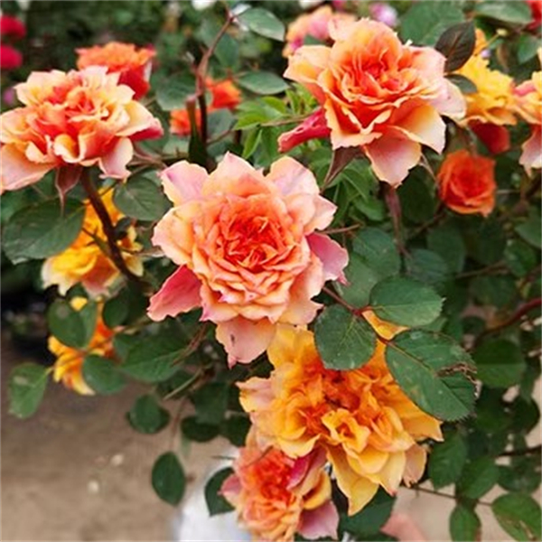 【3颗包邮】微月比基尼月季阳台庭院勤花多头四季开花玫瑰盆栽