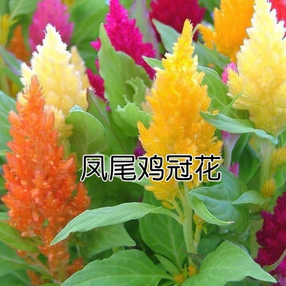 鸡冠花种子头状凤尾混色春播花卉种子阳台盆栽园种植物花种籽