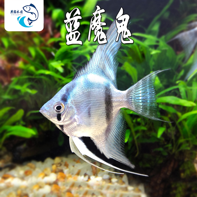 蓝魔鬼神仙鱼水族鱼缸观赏鱼热带鱼淡水新手玛丽鱼红绿灯鱼白神仙