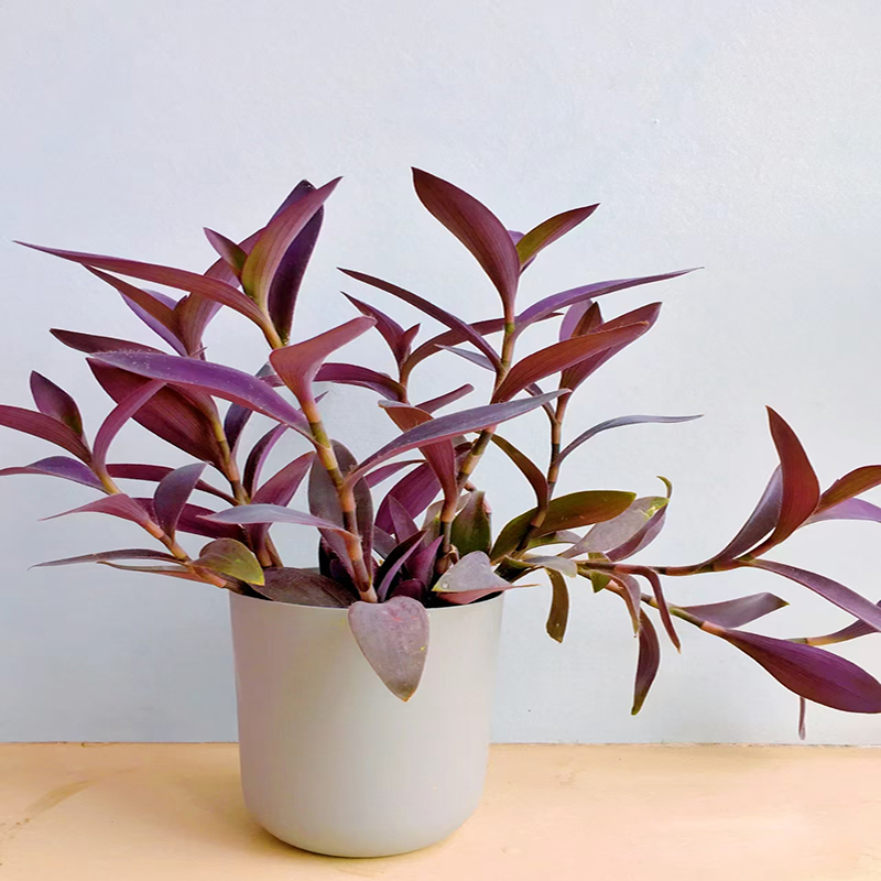 紫竹梅紫色吊兰紫罗兰好养植物鸭跖草紫色花绿植盆栽室外室内花卉